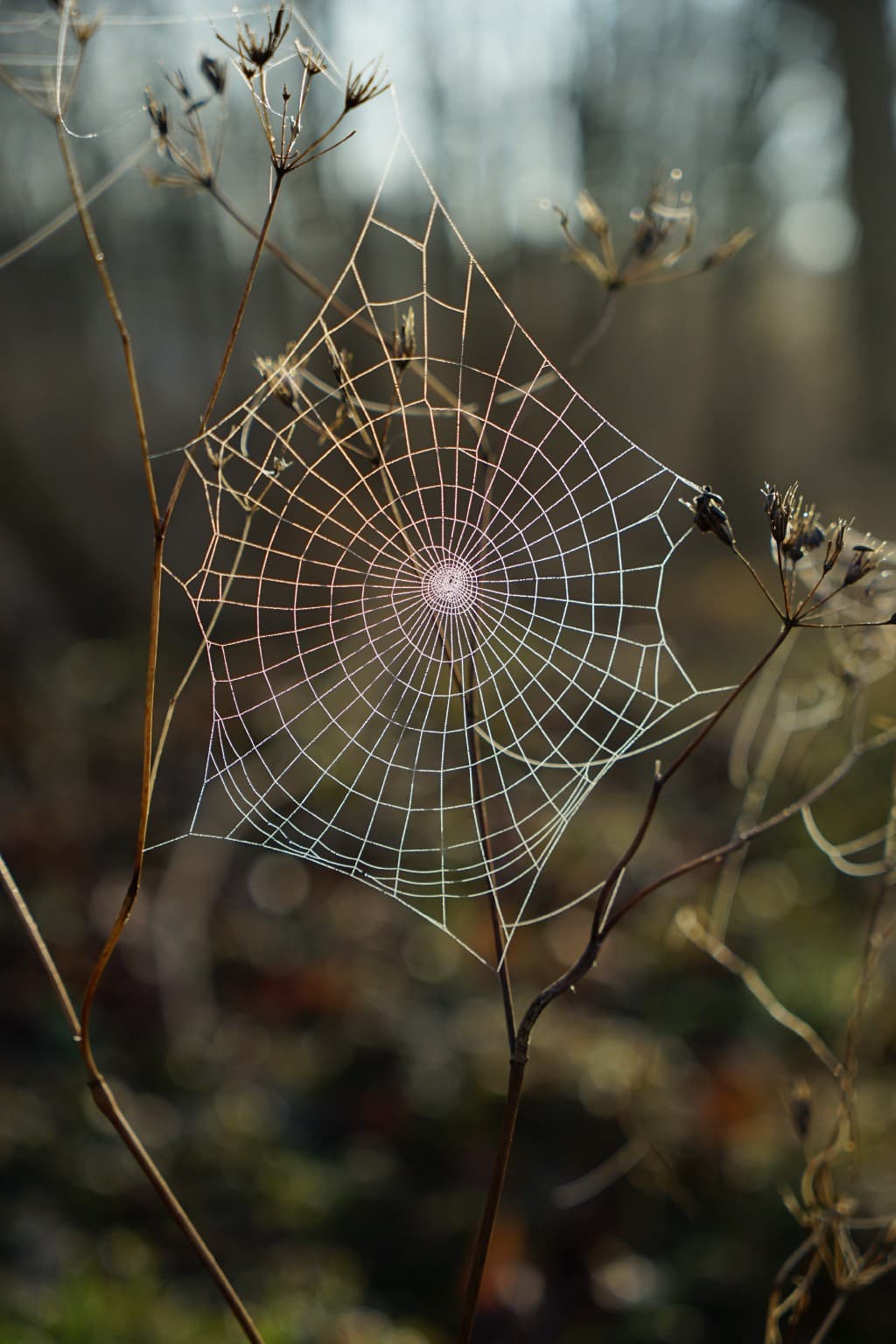 How to mock the Webshare API for a Cypress Test